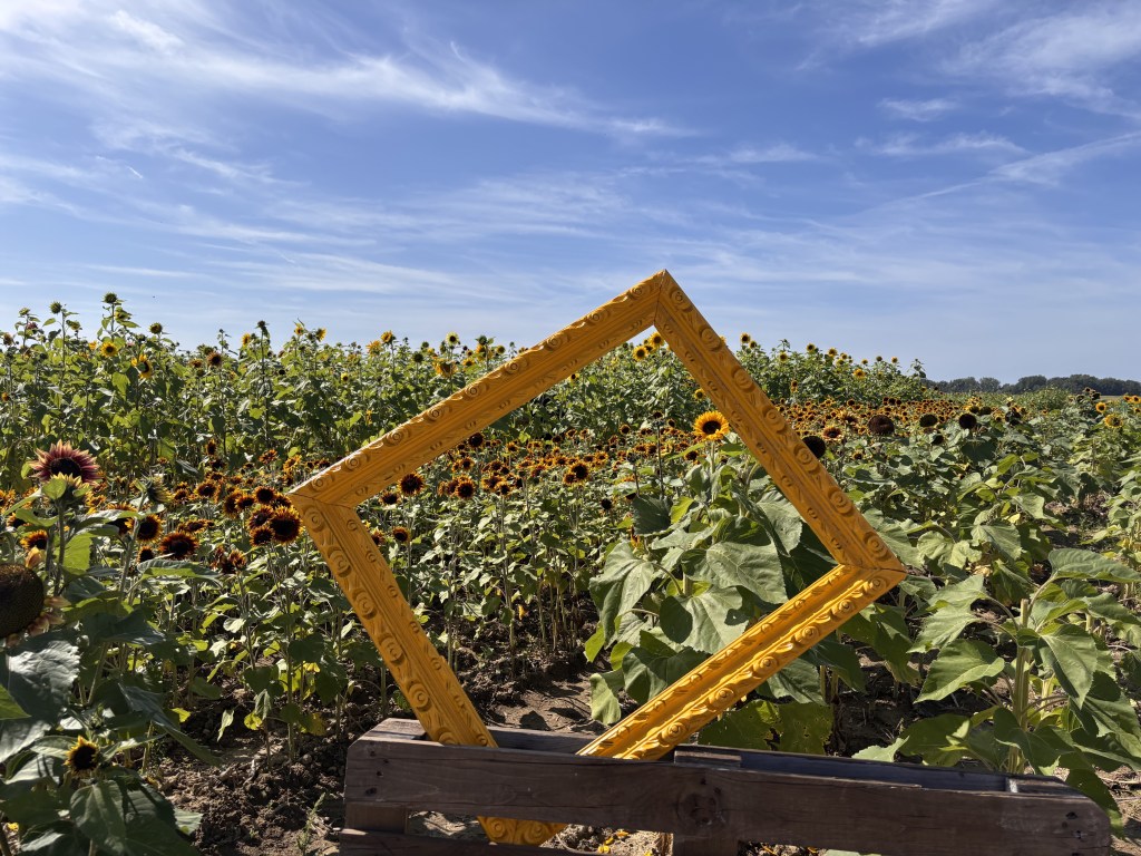 Cardre jaune devant un champ de trounesols